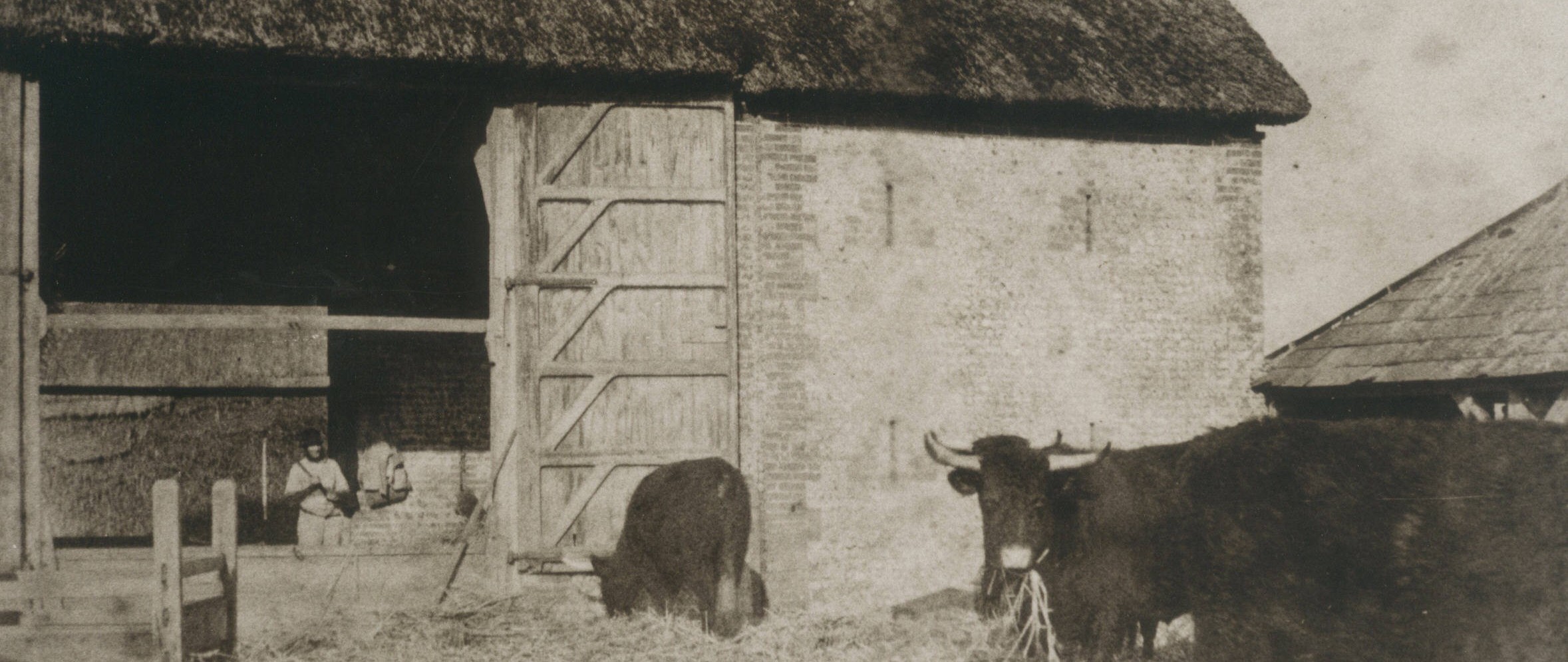 Mill barn Binsted with thresherman and Sussex cattle